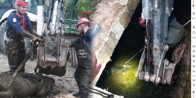 Foseptik Çukuruna Düşen İnek İçin Operasyon