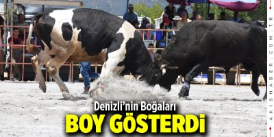 Denizli'nin Boğaları Boy Gösterdi