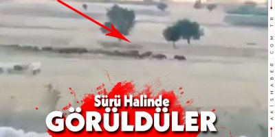 Denizli'de Domuz Sürüsü Şaşkınlık Yarattı