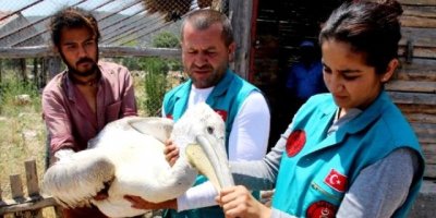 Yaralı Bulundu Burdur'a Tedaviye Gönderildi