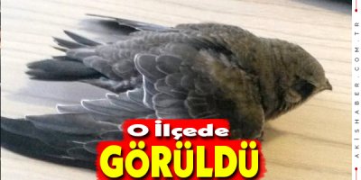 Denizli'nin O İlçesinde Ebabil Kuşu Bulundu