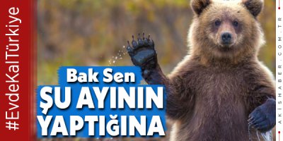 İnsanlara Ders Veren Ayı!
