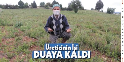 Denizli'de Kekik Rekoltesini Don Vurdu