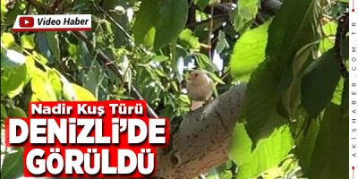 Kısmi Albino Çameli'nde Görüldü