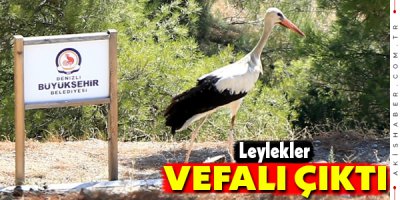 Büyükşehrin Tedavi Ettiği Leylekler Vefa Gösteriyor