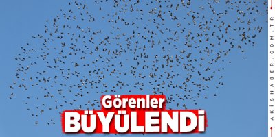 Denizli'de Sığırcık Kuşlarının Dansı Mest Etti