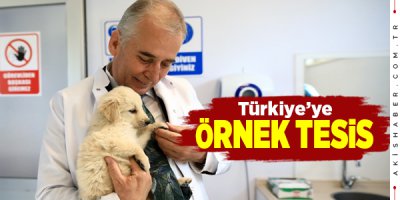 Büyükşehir Sokak Hayvanlarını da Koruyor
