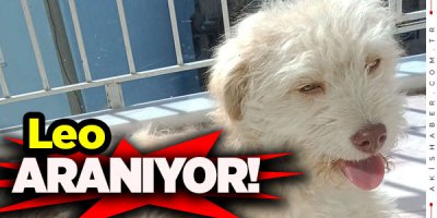 Leo Beş Gündür Kayıp