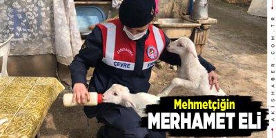 Denizli'de Kayıp Kuzular Sahibine Teslim Edildi
