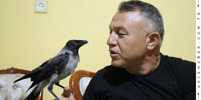 Denizli'de Yaralı Kargaya Şefkat Eli