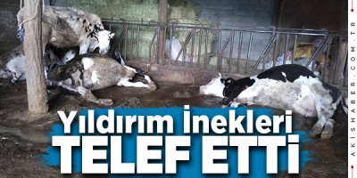 Denizlili Besicinin 5 İneğinden 4'ü Telef Oldu