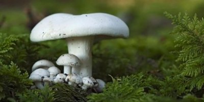 Ambalajlı mantar ürünlerini tercih edin