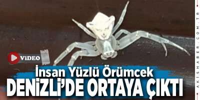 Denizli'de İnsan Yüzlü Örümcek Bulundu