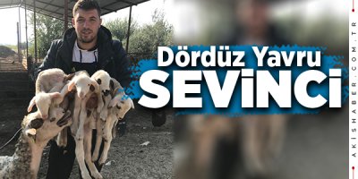 Denizli'de koyun tek batında 4 kuzu doğurdu