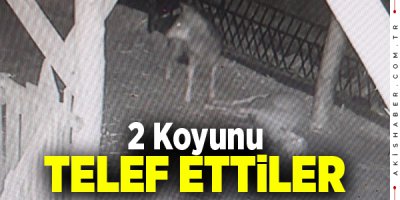 Denizli'de Ağıla Giren Kurtlar Dehşet Saçtı