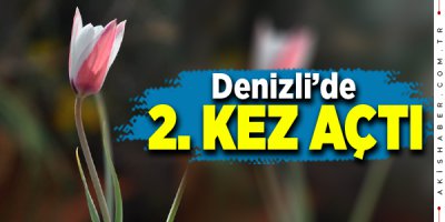 Osmanlı'nın Kayıp Lalesi Denizli'de İkinci Kez Çiçek Açtı