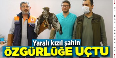 Yaralı Şahine Yardım Eli Dokundu