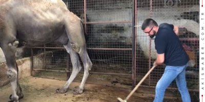 Güreşleri Biten Develerin Zorlu Bakımı Başladı