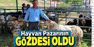 Denizli'de Kurban Bayramı Besicileri Umutlandırdı