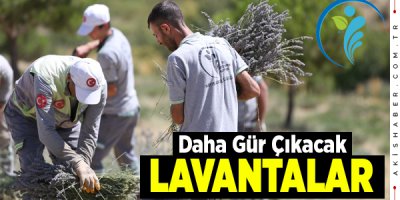 Merkezefendi Belediyesi Lavanta Hasadını Gerçekleştirdi