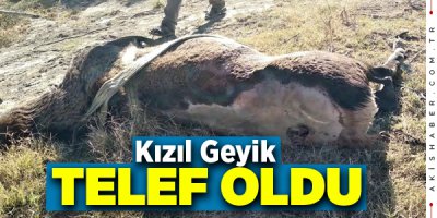 Denizli'de Su Kuyusundan Kurtarılan Kızılgeyik Telef Oldu