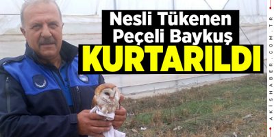 Peçeli Baykuş Ölümden Döndü