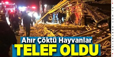 Çatısı Çöken Ahırda 30'a Yakın Küçükbaş Hayvan Telef Oldu