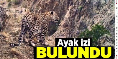 Denizli’de Anadolu Parsı’nın Ayak İzine Rastlanıldı