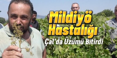 Mildiyö Hastalığı Çal Üzümünü Yüzde 90 Bitirdi