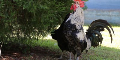 Denizli'de Horoza İçki İçirip Eziyet Etmişler