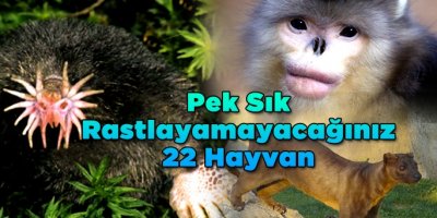 Pek Sık Rastlayamayacağınız 22 Hayvan