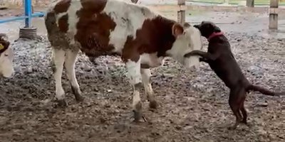 Köpek Çiko, danaya kafa tuttu