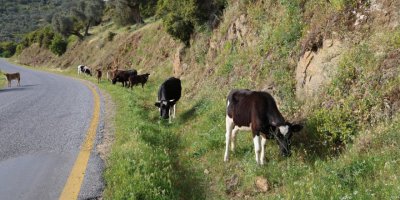 Bahar ayları ile birlikte yol kenarları meraya döndü
