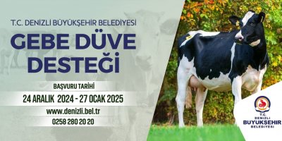 Gebe düve desteği başvuruları başladı!