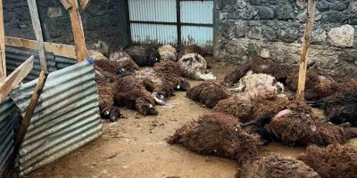 Kurt dehşeti! 130 koyunu öldürdü