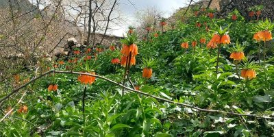 Bu çiçeğe dokunmanın bedeli çok ağır