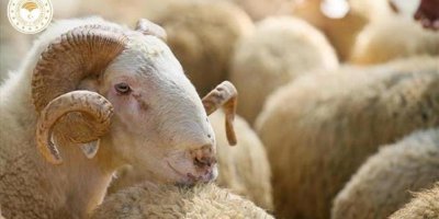 İbadetin Derin Anlamı ve Toplumsal Dayanışmadaki Yeri
