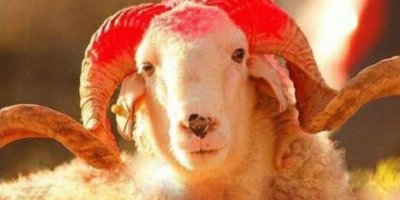 Kurban Bağışı Yardımınızı Güvenle İhtiyaç Sahiplerine Ulaştırmanın Yolu