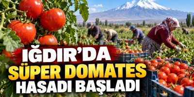 Iğdır’da Süper Domates Hasadı Başladı