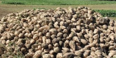 Şeker pancarı alım fiyatı belli oldu