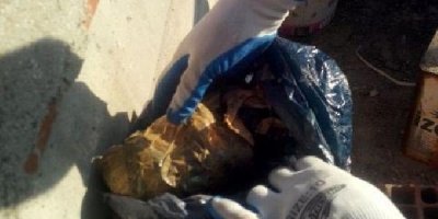 Çatıdaki esrarı 'Chako' buldu