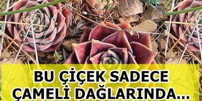 Bu Çiçek Sadece Çameli Dağlarında Yetişiyor!