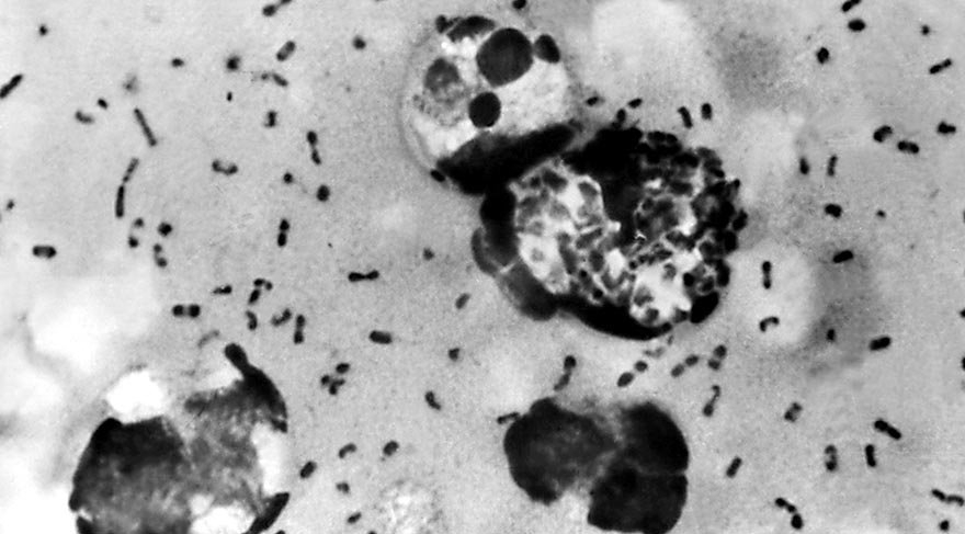 ic11.jpg